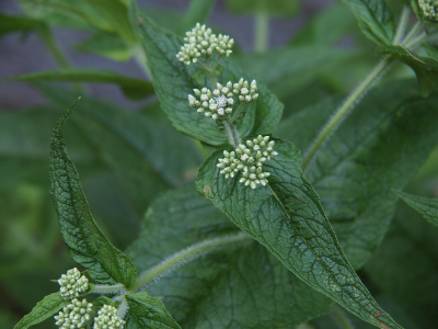 [The plant has long thin leaves growing in a pair (across from each other). Above the leaves are three groupings of teeny tiny white buds with only a few completely open.]